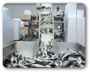 Industria-pesce-300x239